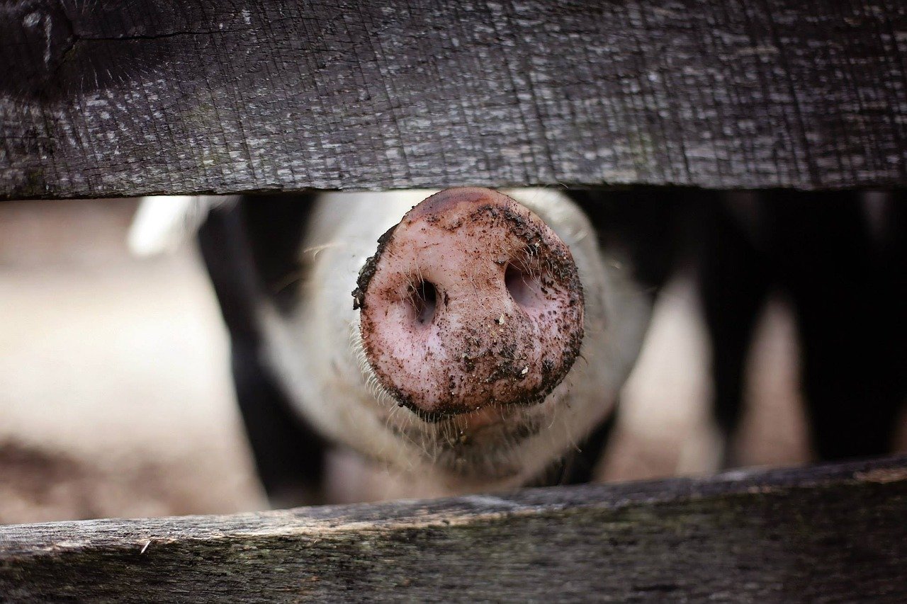 Jak robi świnka? Odgłosy zwierząt - quiz dla maluszków