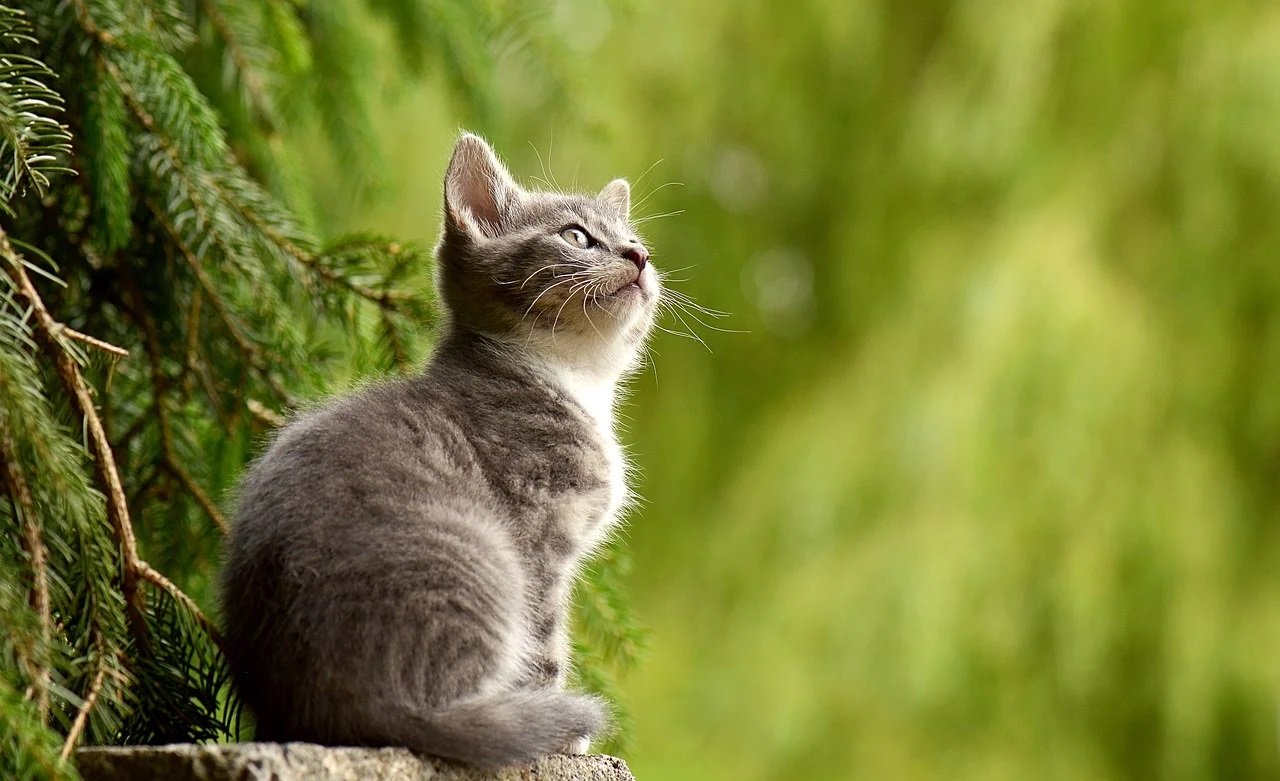 Jak robi kotek? Odgłosy zwierząt - quiz dla maluszków