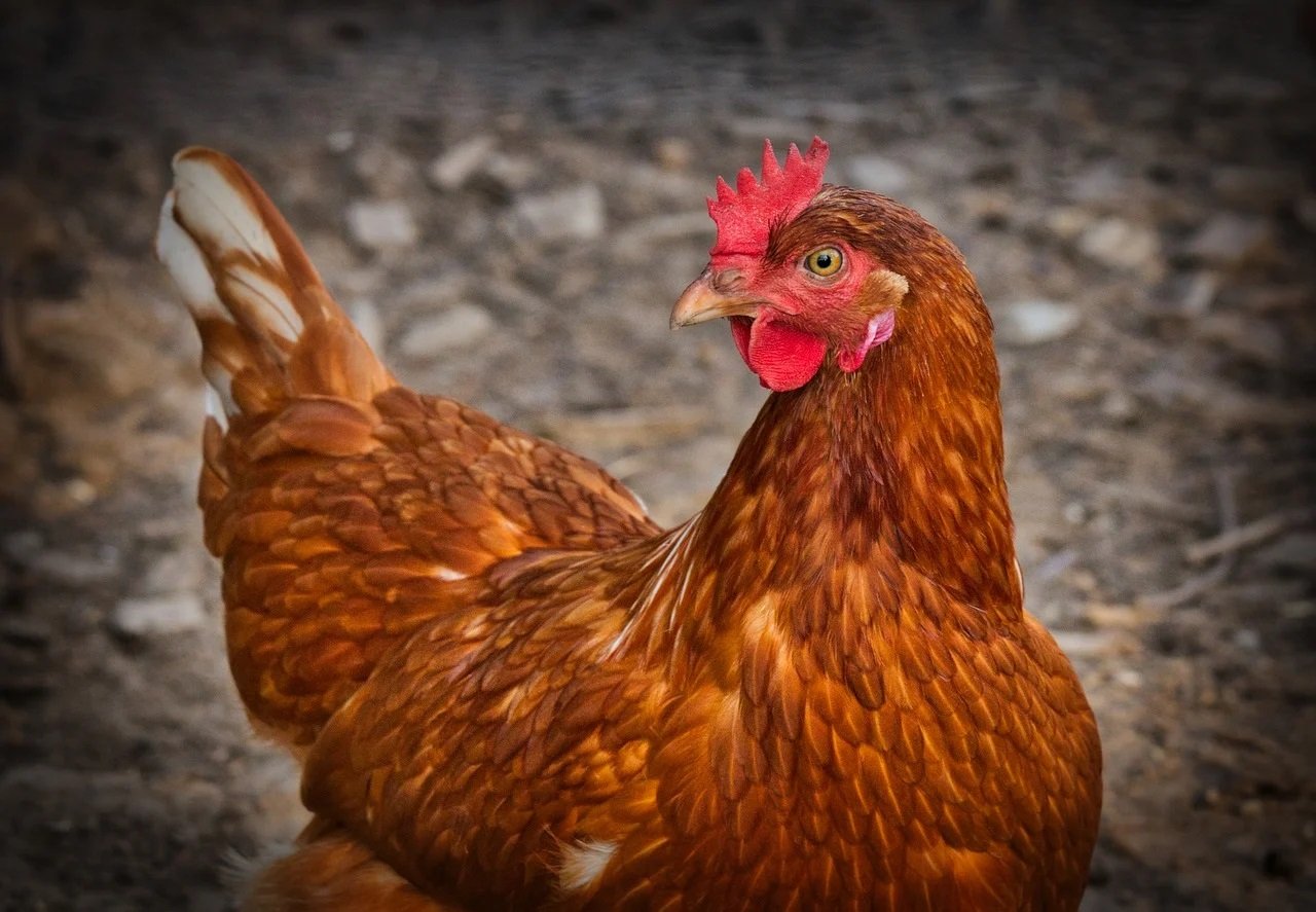 Jak robi kura? Odgłosy zwierząt - quiz dla maluszków