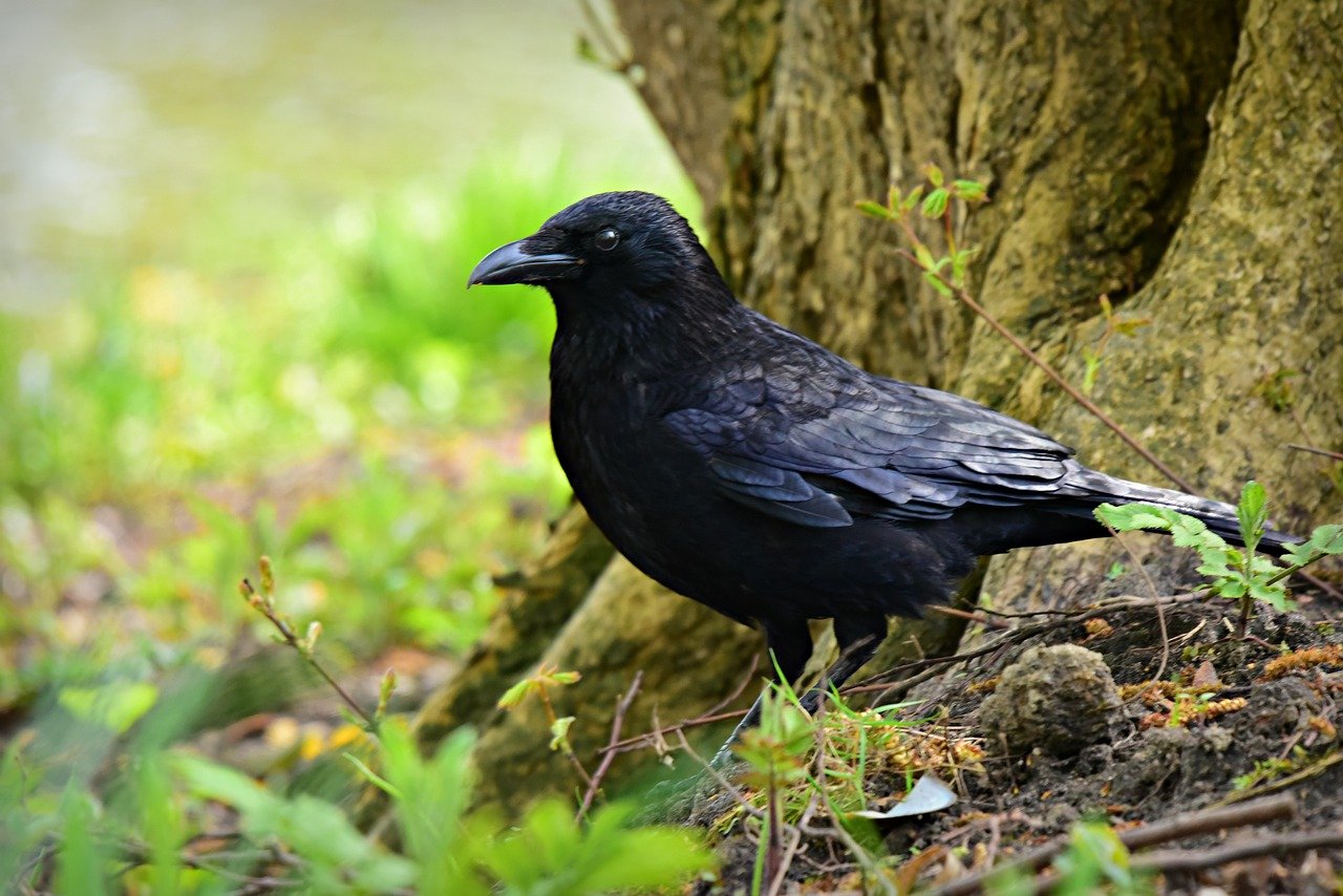 Jak kracze wrona? Odgłosy zwierząt - quiz dla maluszków