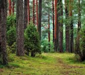 Parki krajobrazowe w Polsce - quiz