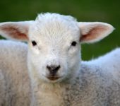 Animals - zwierzęta - quiz z angielskiego