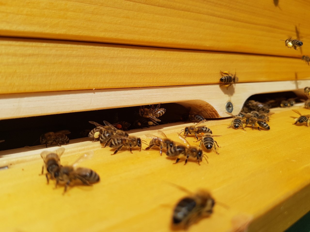 Warsztaty o pszczołach, kwiatach i drzewach w Tajemniczym Ogrodzie