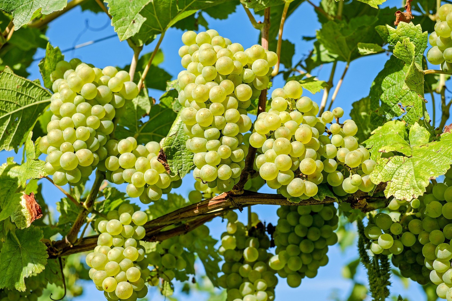 quiz z hiszpańskiego owoce frutas test wiedzy łatwy winogrona uvas