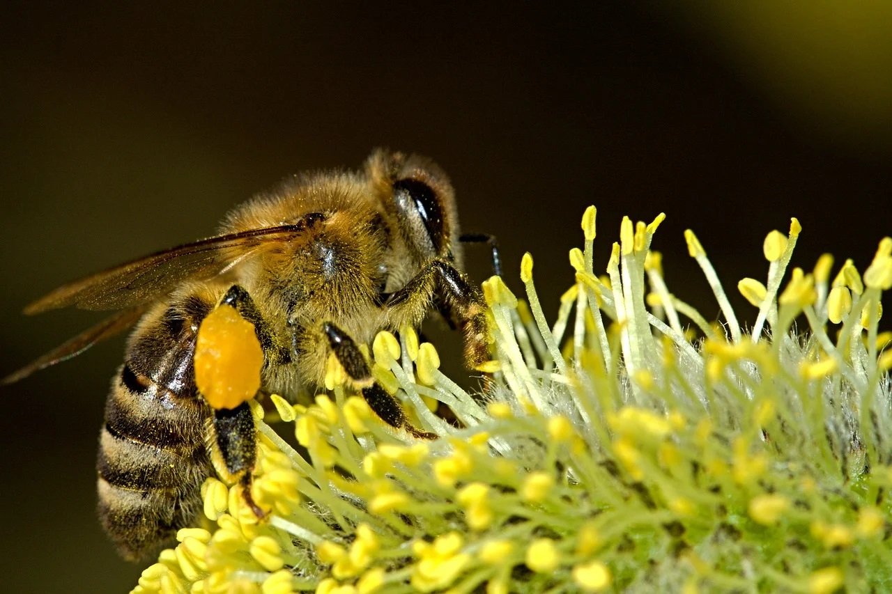 Dzień Pszczół w Miejskim Ogrodzie Botanicznym w Zabrzu