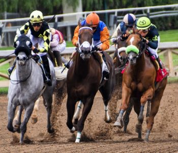 Quiz Jeździectwo konne – dyscyplina sportowa