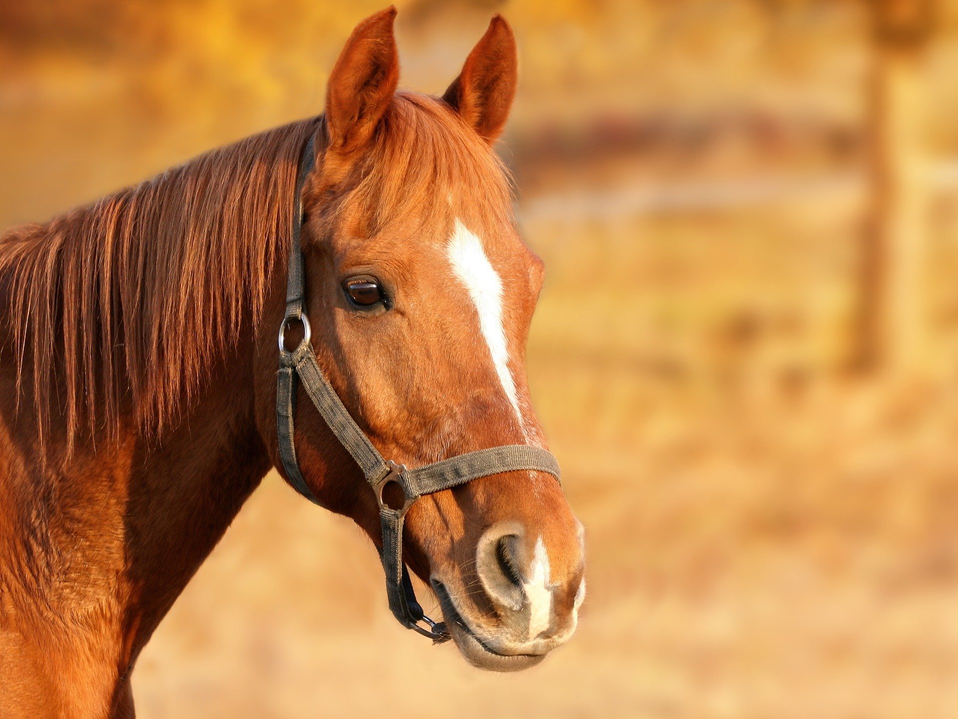 quiz z hiszpańskiego zwierzęta animales numeros test wiedzy łatwy koń caballo