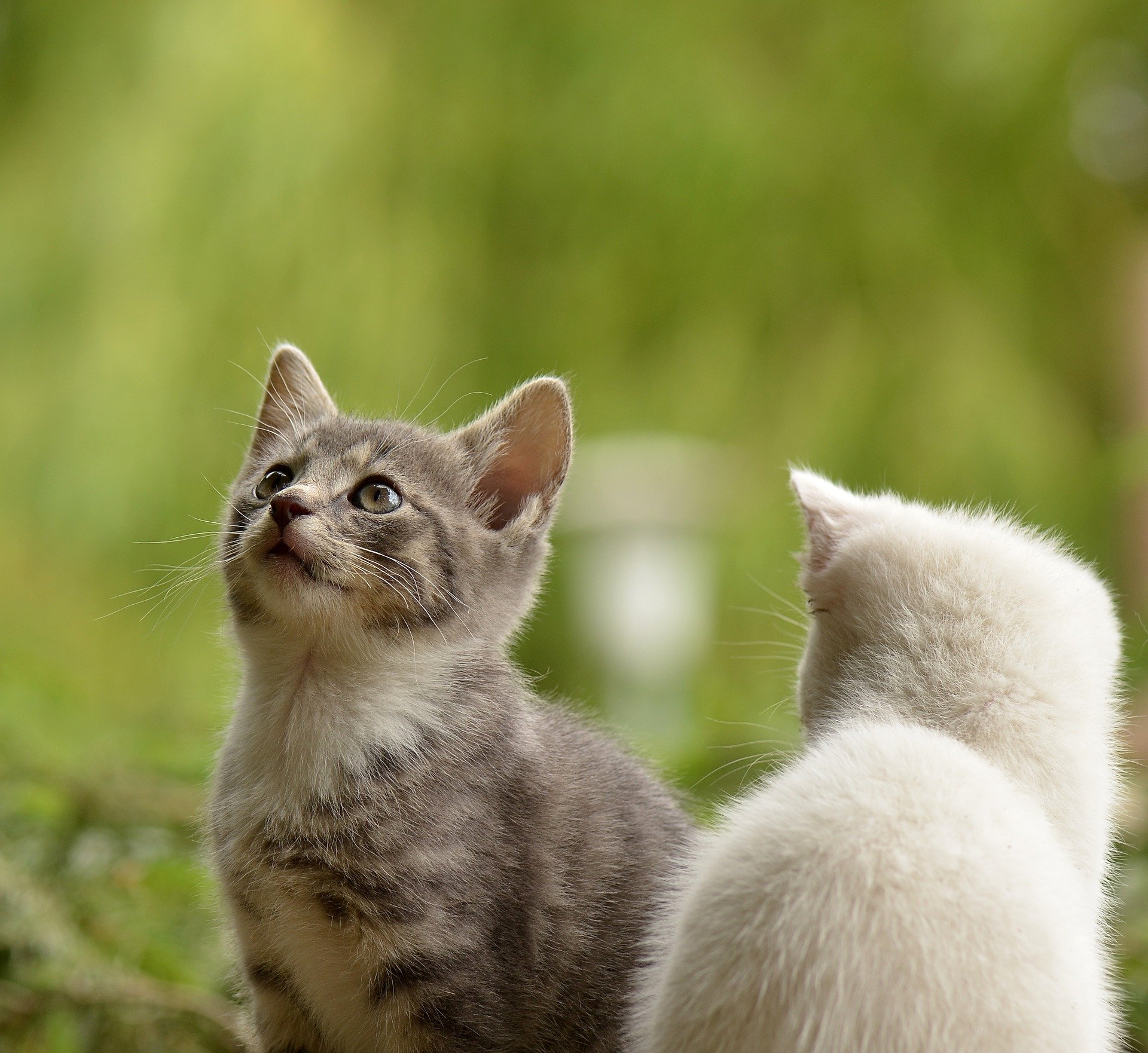 quiz z hiszpańskiego zwierzęta animales numeros test wiedzy łatwy kot gato