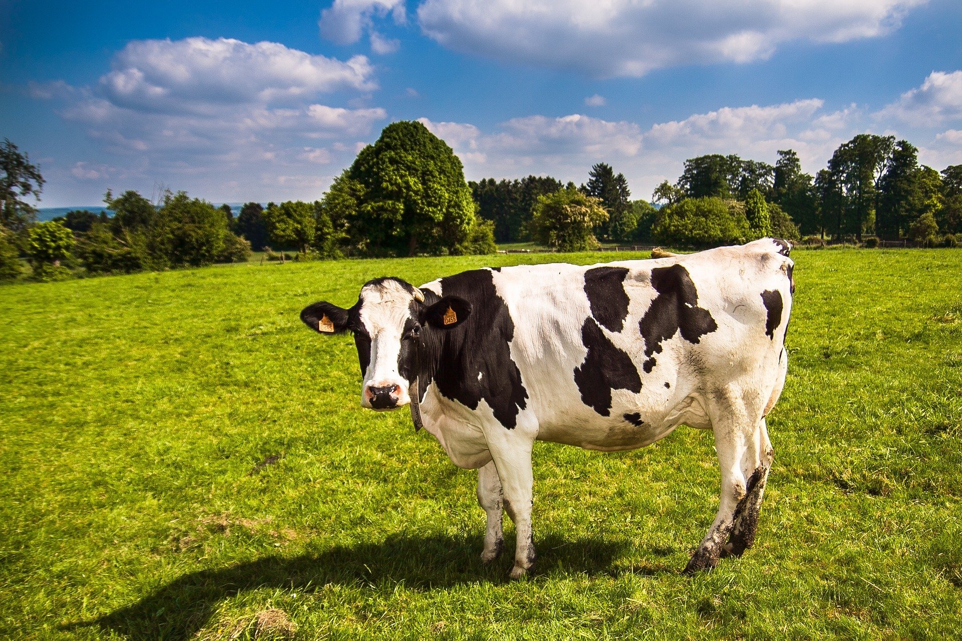 quiz z hiszpańskiego zwierzęta animales numeros test wiedzy łatwy krowa vaca