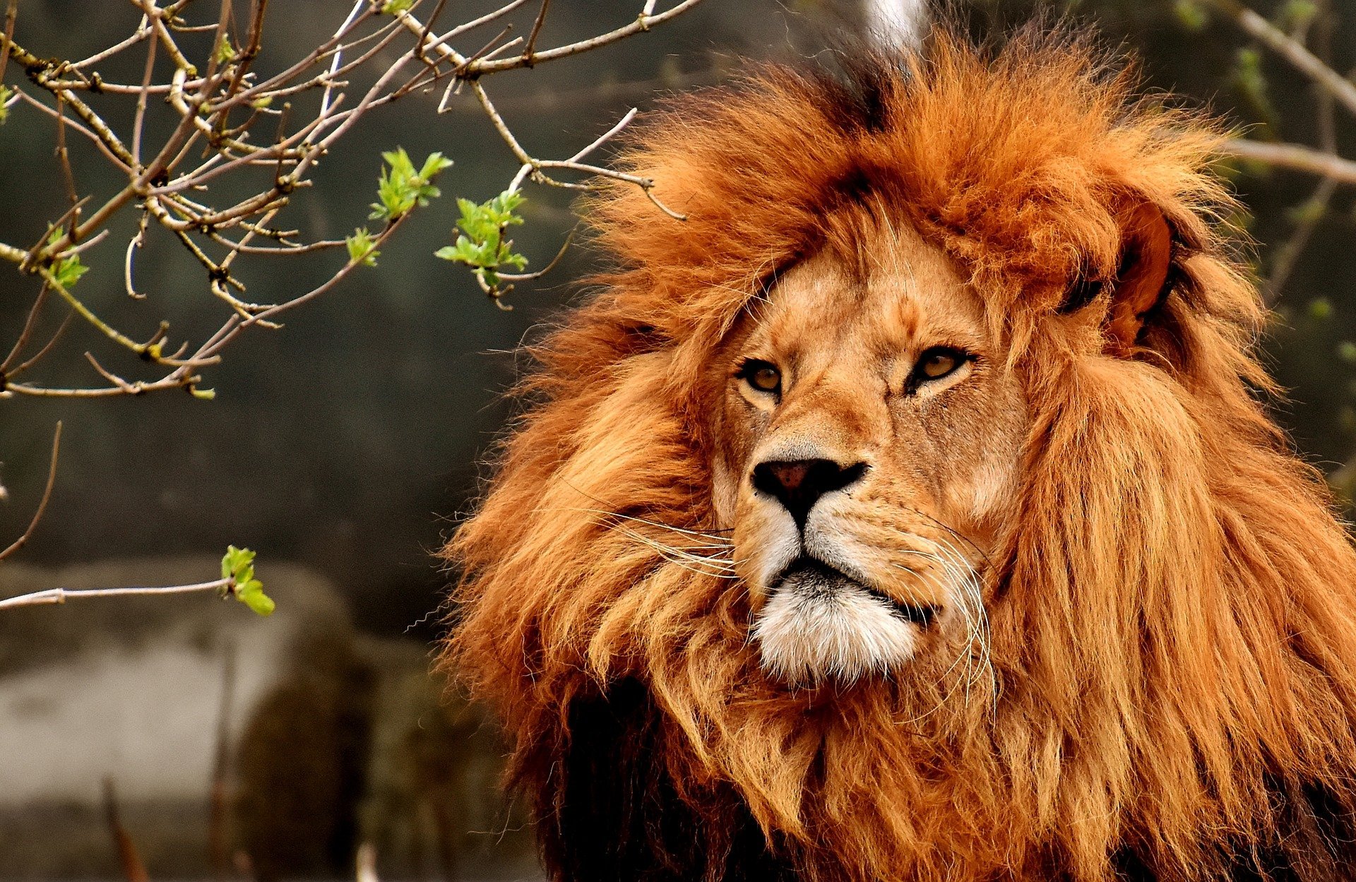 quiz z hiszpańskiego zwierzęta animales numeros test wiedzy łatwy lew león