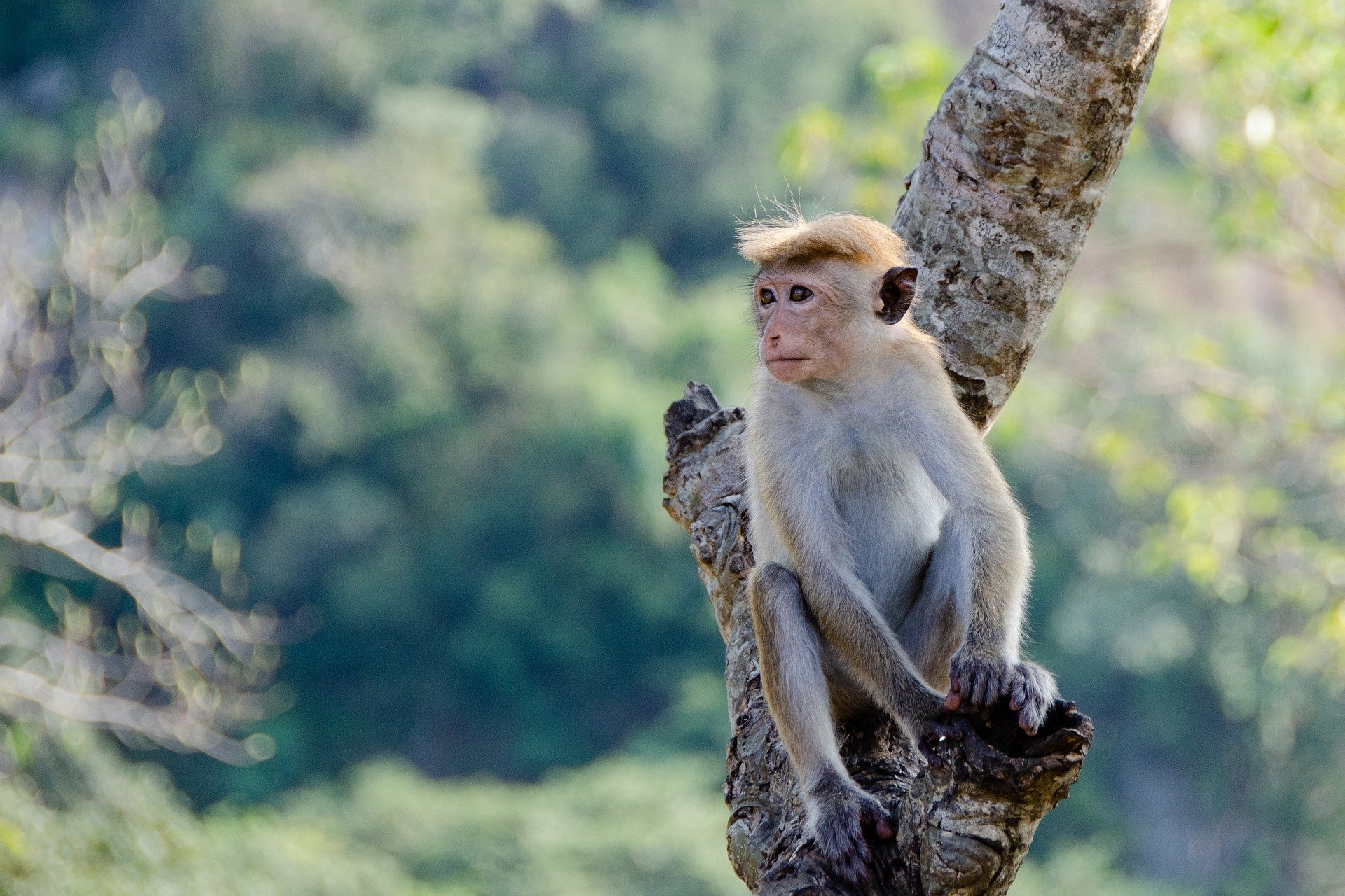 quiz z hiszpańskiego zwierzęta animales numeros test wiedzy łatwy małpa mono