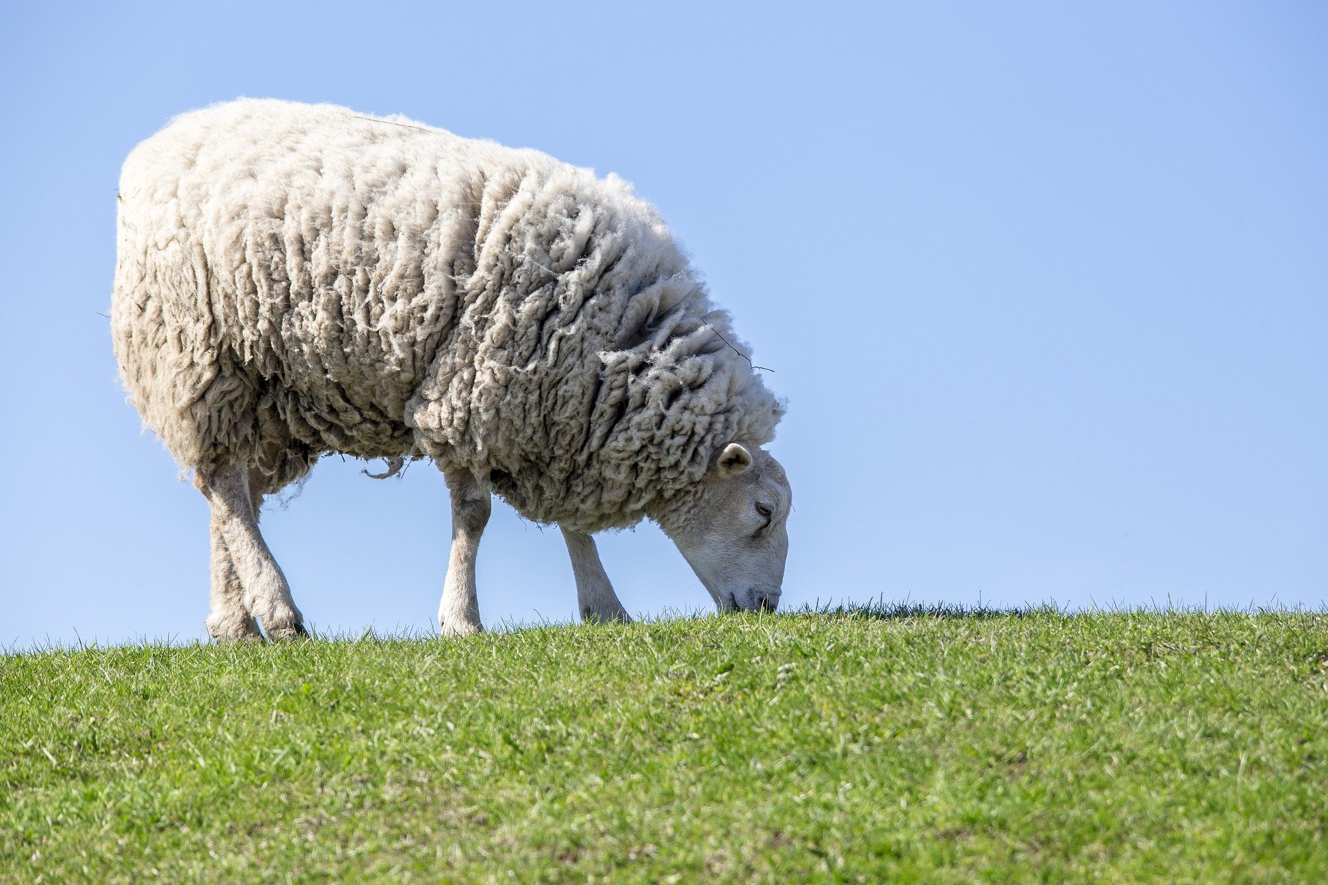 quiz z hiszpańskiego oveja zwierzęta animales numeros test wiedzy łatwy owca