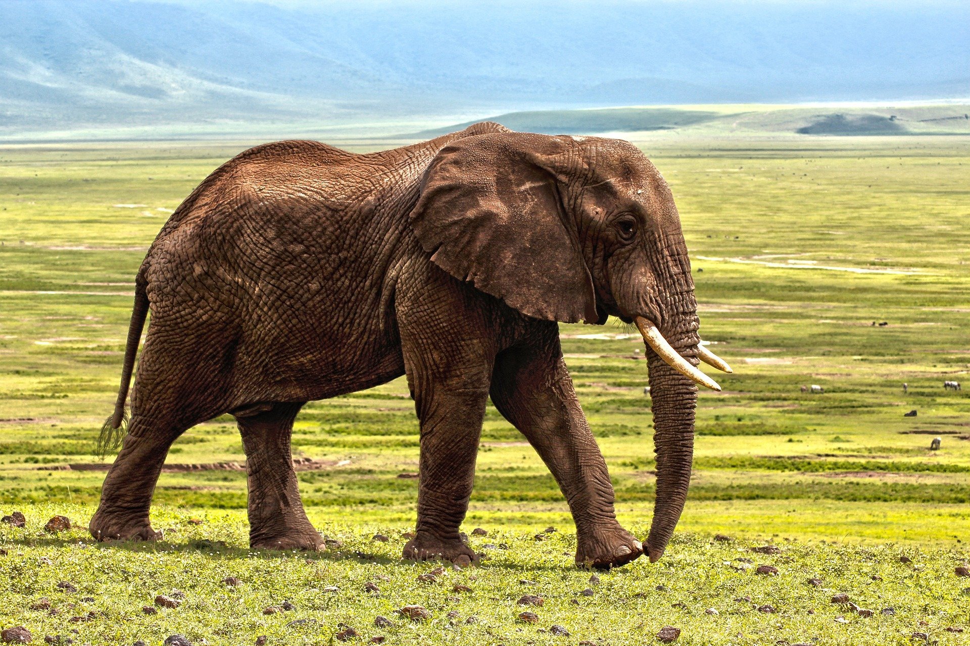 quiz z hiszpańskiego zwierzęta animales numeros test wiedzy łatwy słoń elefante