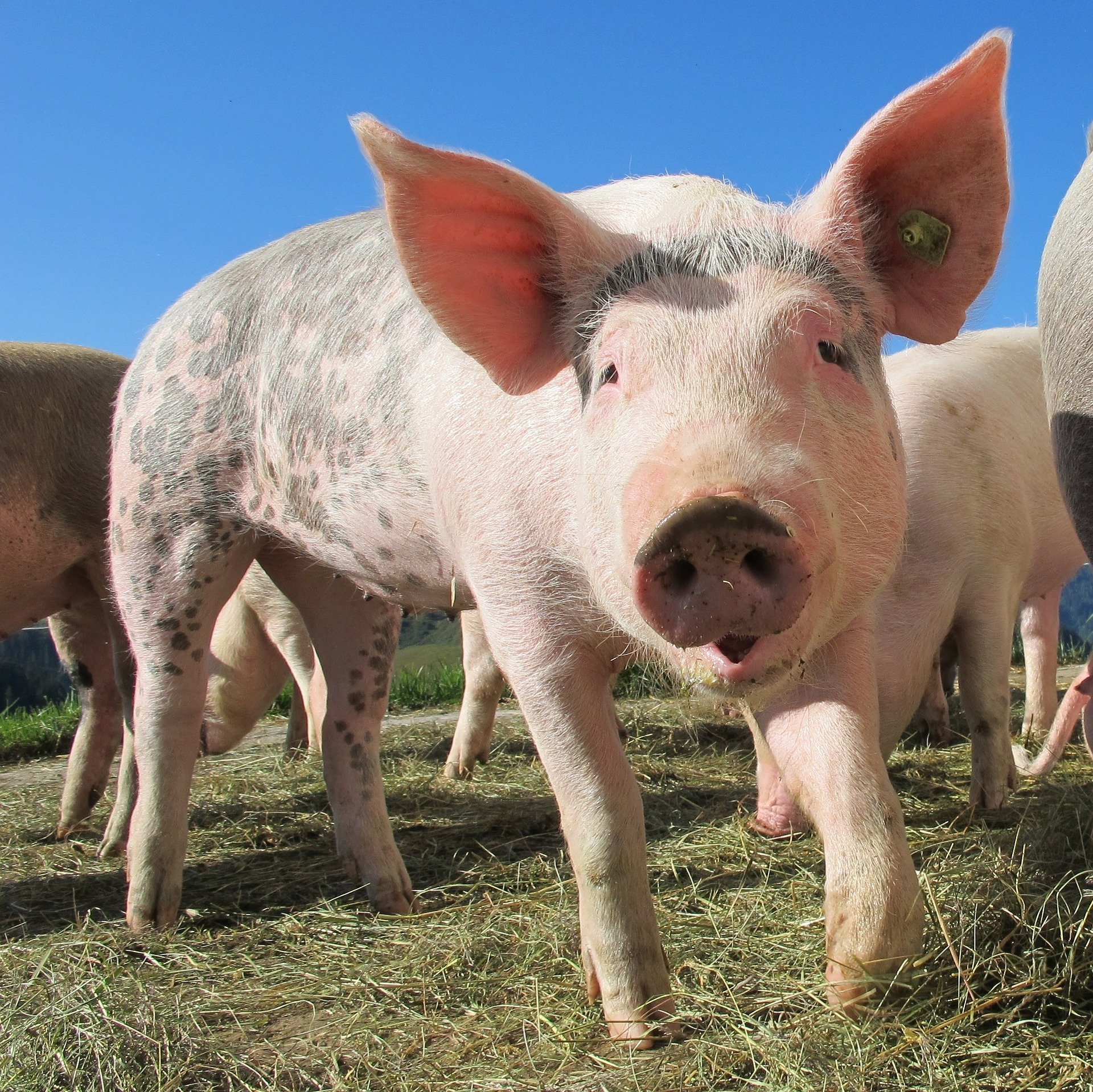 quiz z hiszpańskiego zwierzęta animales numeros test wiedzy łatwy świnia cerdo