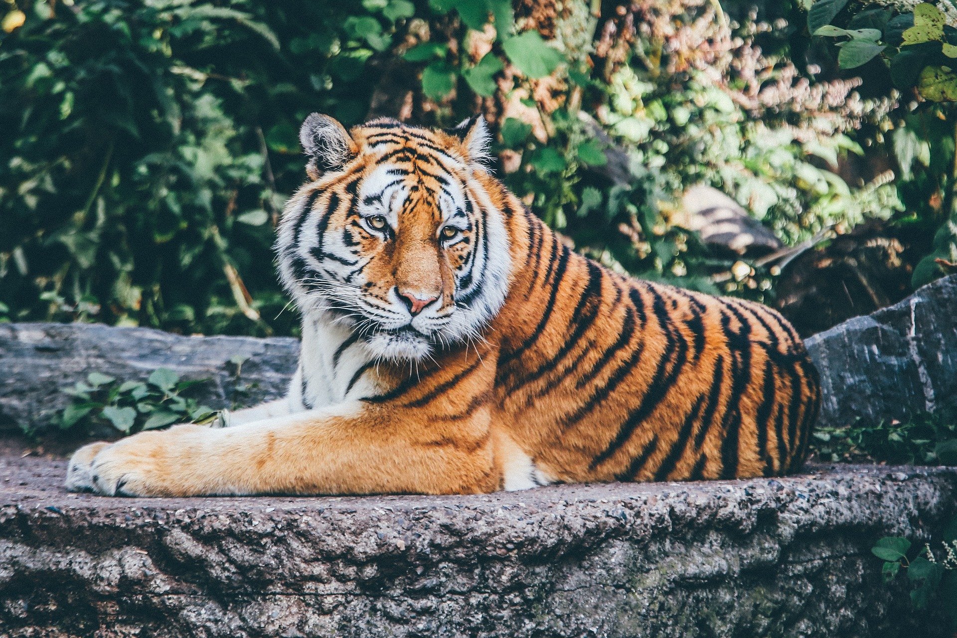 quiz z hiszpańskiego zwierzęta animales numeros test wiedzy łatwy tygrys tigre