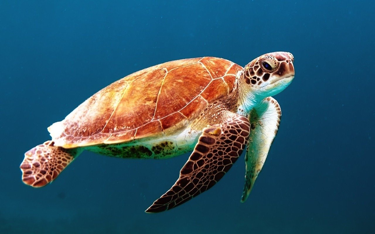 quiz z hiszpańskiego zwierzęta animales numeros test wiedzy łatwy żółw tortuga