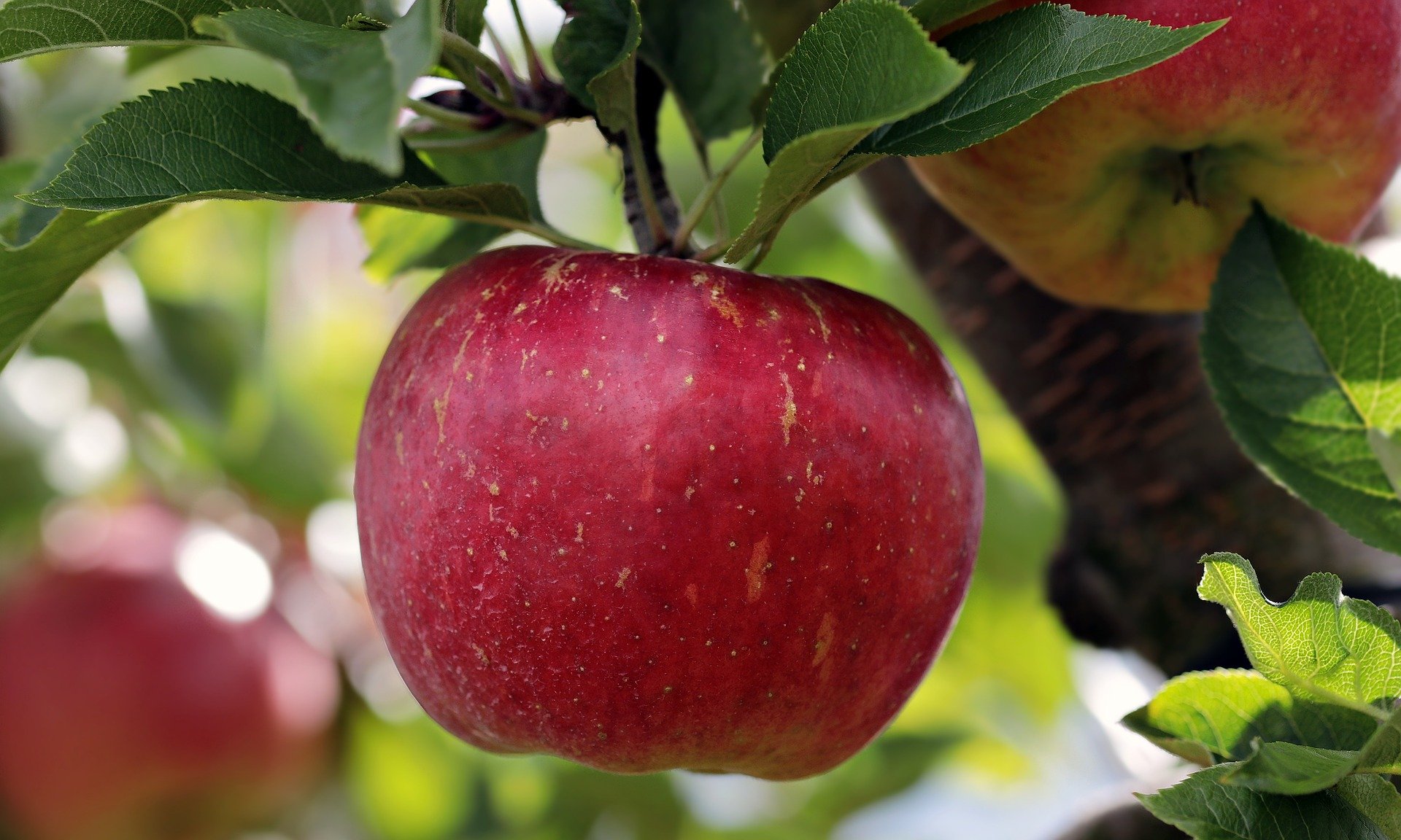 owoce quiz wiedzy dla maluszków najmłodszych przedszkolaków nauka słownictwo po polsku jabłko