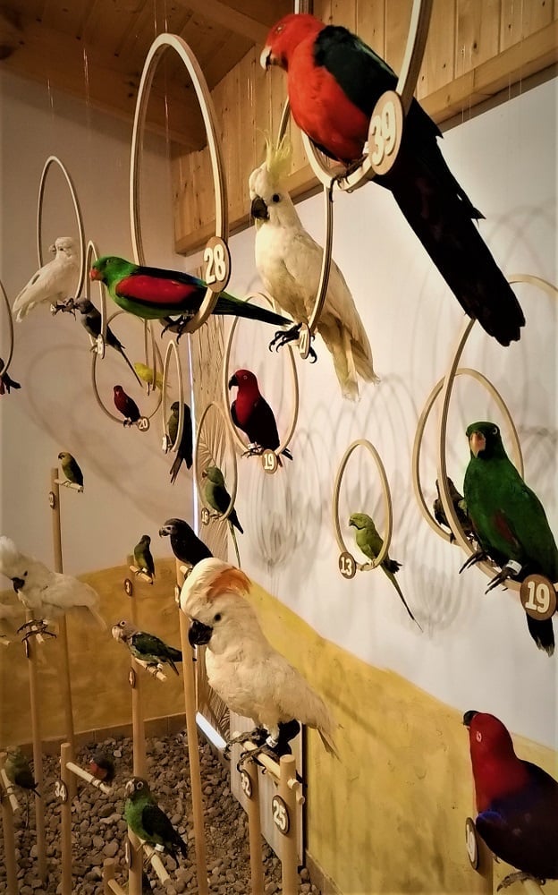 Muzealne rozwijanie skrzydeł - Papugi świata. Warsztaty przyrodnicze