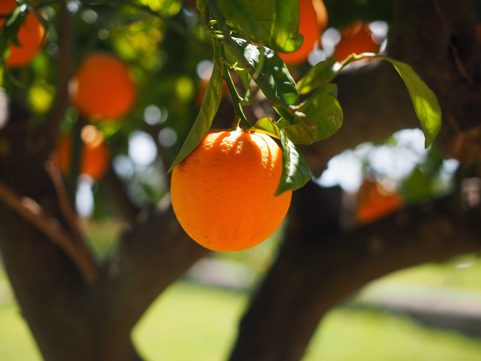 les fruits owoce quiz z francuskiego nauka języka zabawa dla maluszków przedszkole test wiedzy dzieci dwujęzyczne słówka słownictwo pomarańcza l'orange