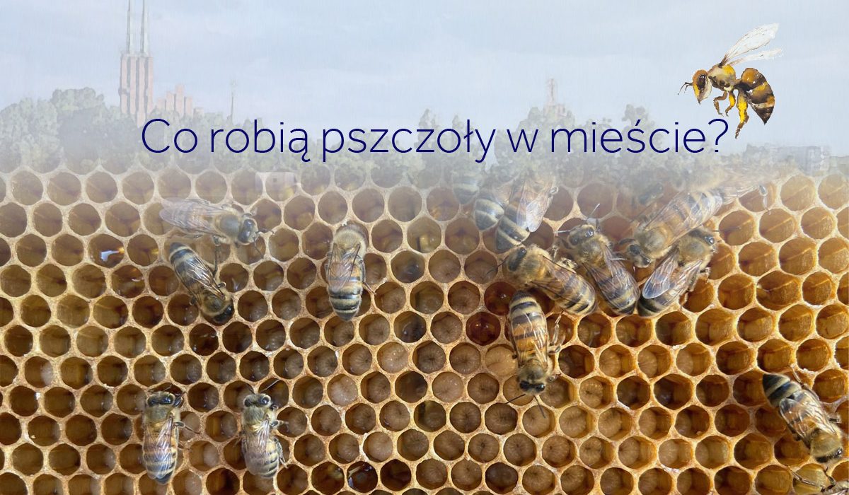 Co robią pszczoły na dachu Urzędu Miasta Gdyni? Spotkanie