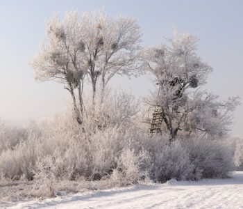drzewo zimą