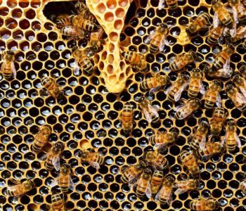 Konkurs tiktokowy: Nie tak słodko jak myślicie – dajmy pszczołom lepsze życie!