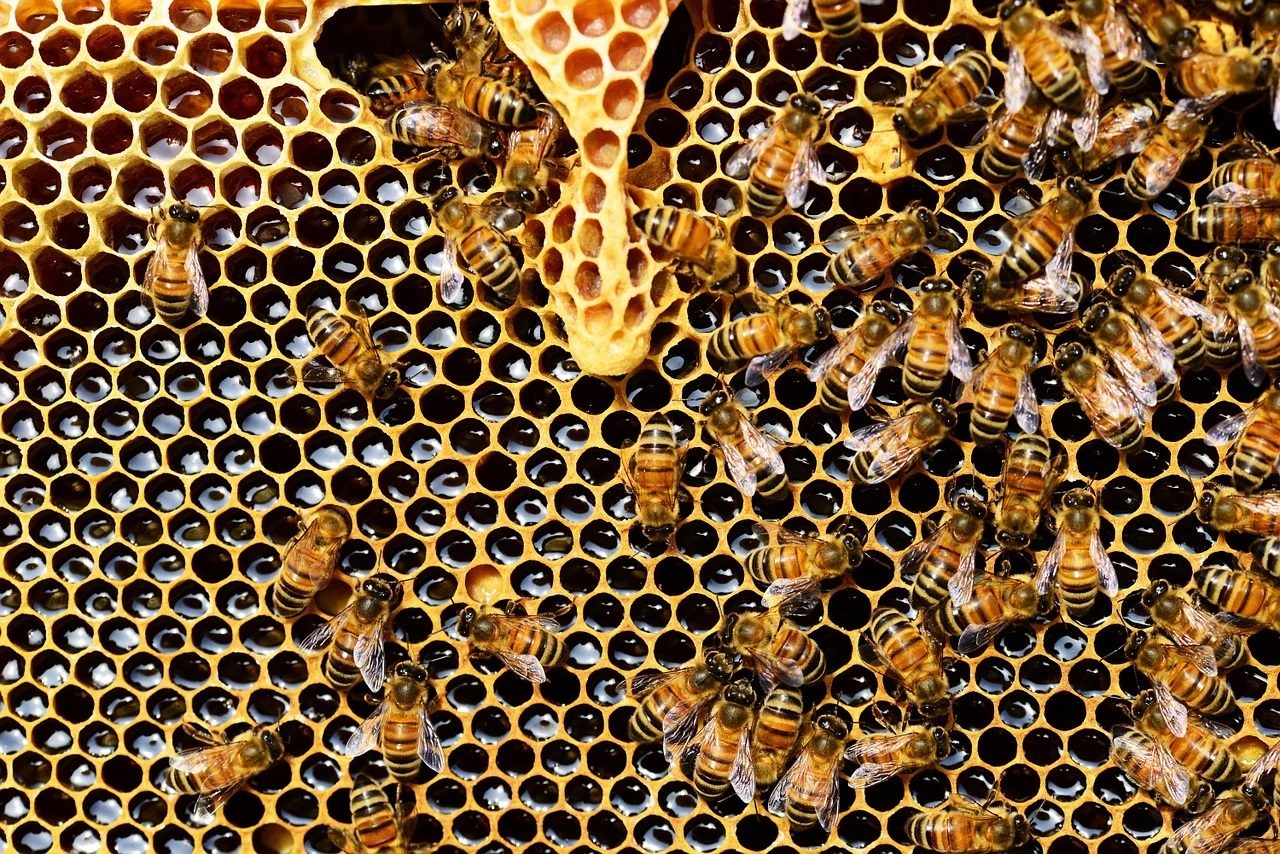 Konkurs tiktokowy: Nie tak słodko jak myślicie – dajmy pszczołom lepsze życie!