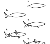 Jak narysować rekina instrukcja