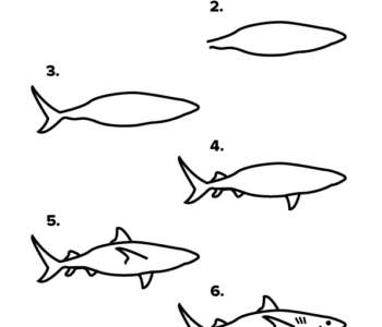 Jak narysować rekina instrukcja