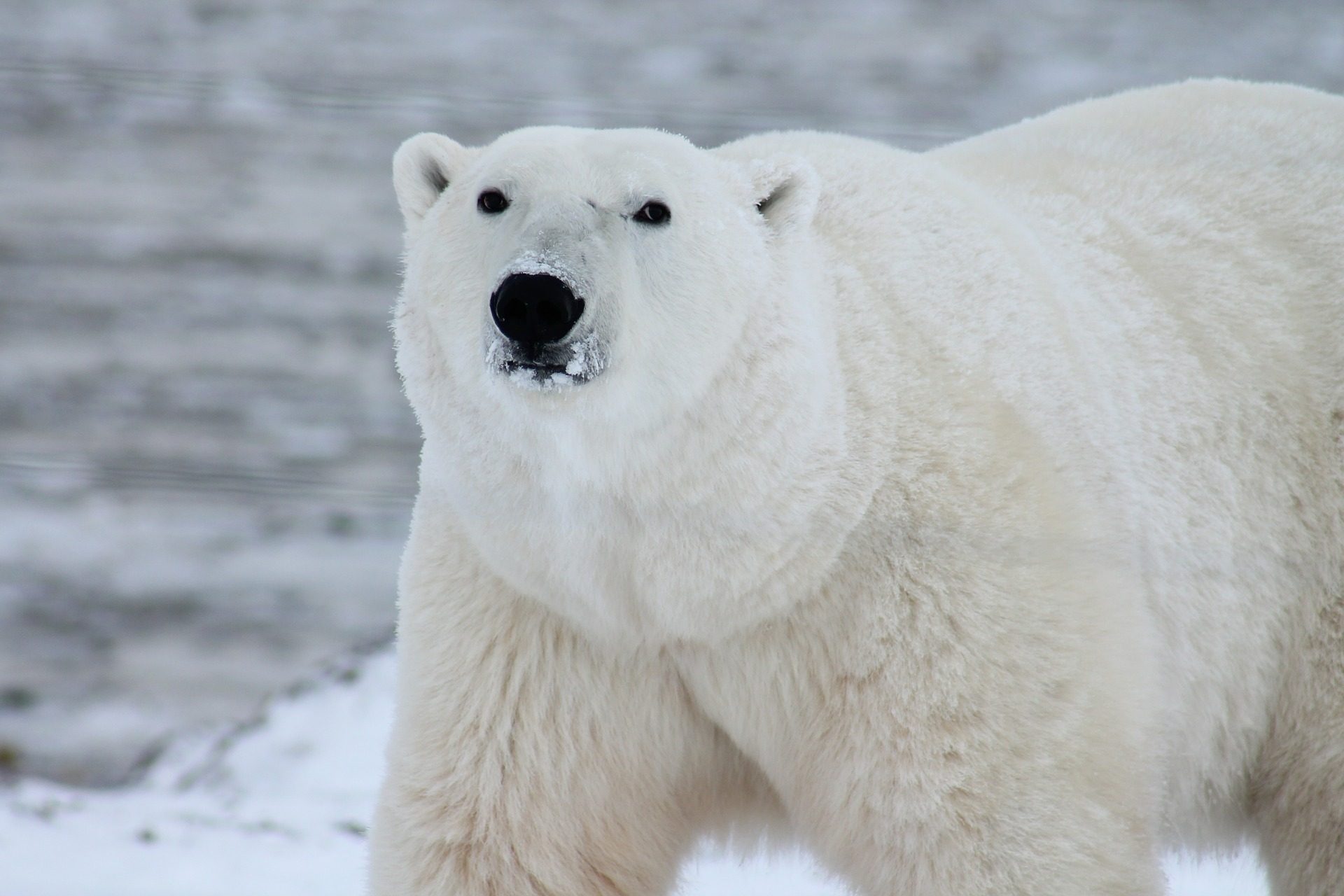 zima quiz wiedzy geografia narty sezon zimowy grudzień styczeń luty święta boże narodzenie test niedźwiedź polarny miś zwierzęta
