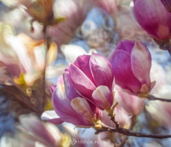 Wiosenny Plener Plastyczny Pastelowe barwy magnolii