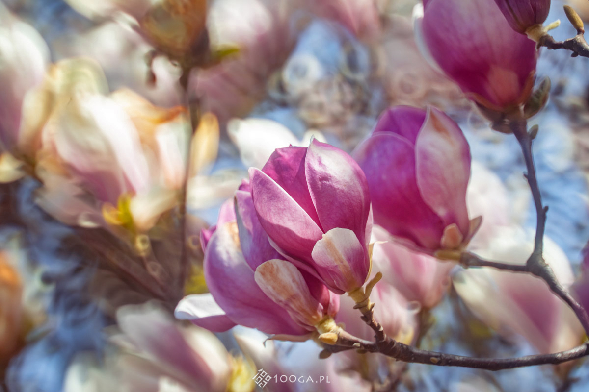 Wiosenny Plener Plastyczny Pastelowe barwy magnolii