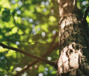 Tajemnice lasu – rodzinny spacer sensoryczny