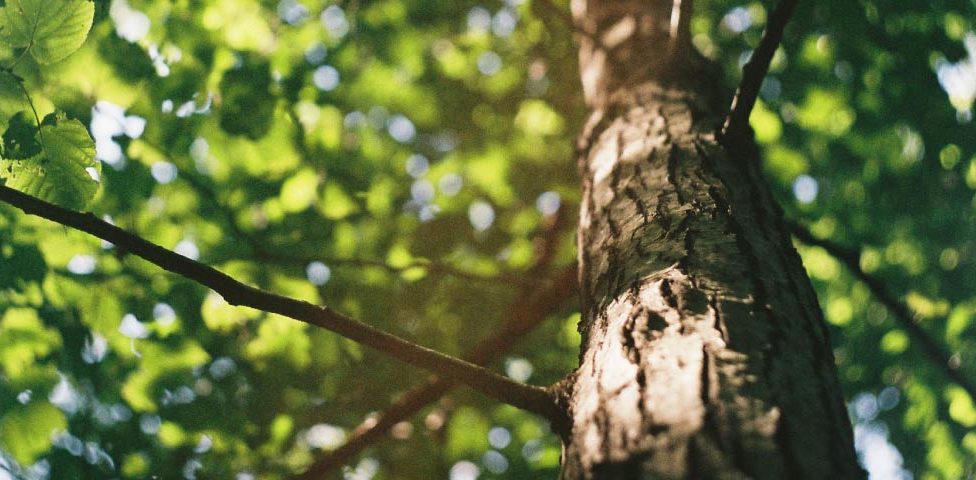 Tajemnice lasu – rodzinny spacer sensoryczny