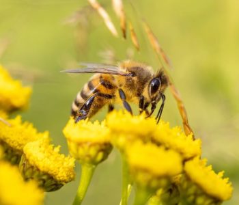Przyjdź po pszczołę – warsztaty familijne
