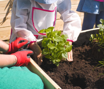 Przedszkolaki mogą już cieszyć się ogródkami warzywnymi. Electrolux wręczył nagrody w ogólnopolskim konkursie Ogródki ze smakiem