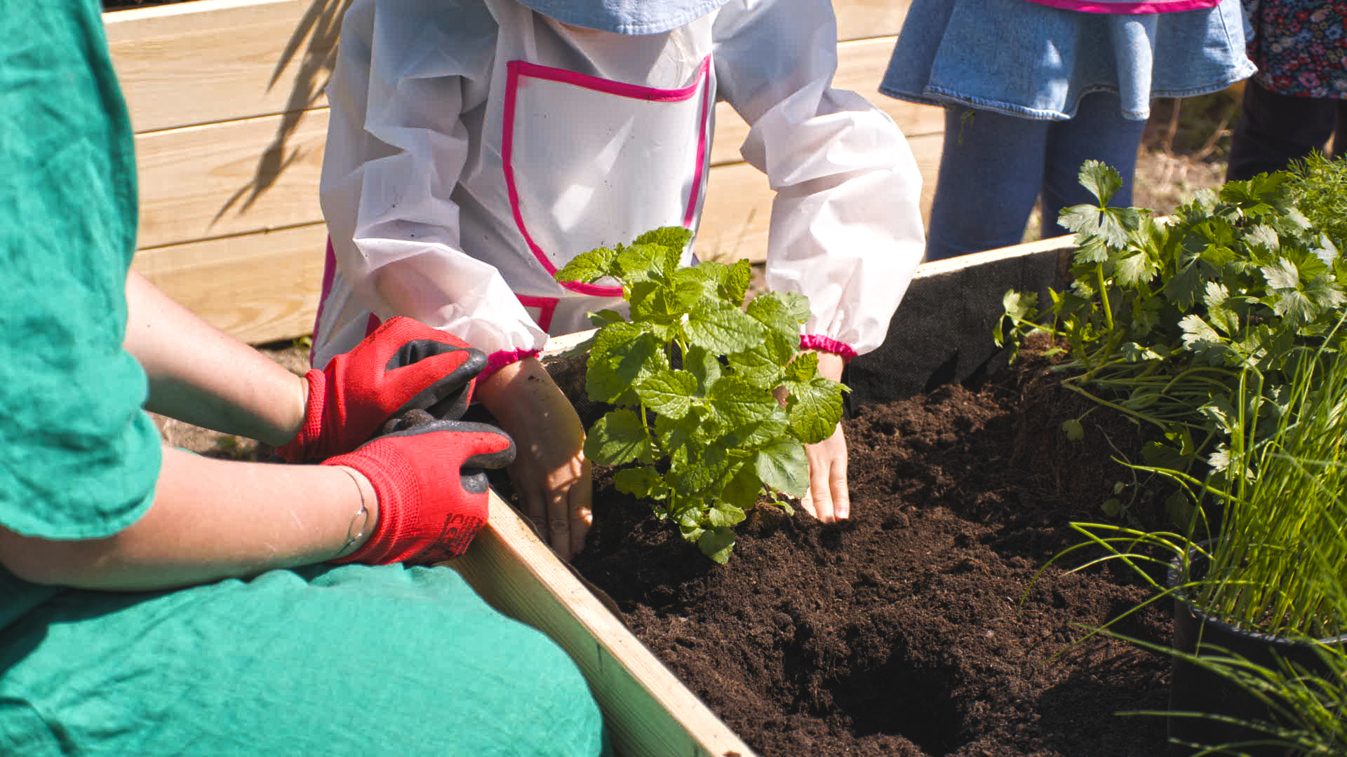 Przedszkolaki mogą już cieszyć się ogródkami warzywnymi. Electrolux wręczył nagrody w ogólnopolskim konkursie Ogródki ze smakiem