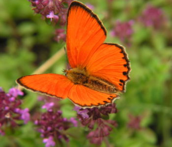 Latające klejnoty, czyli letnie motyle – oprowadzanie po wystawie przyrodniczej. Bytom
