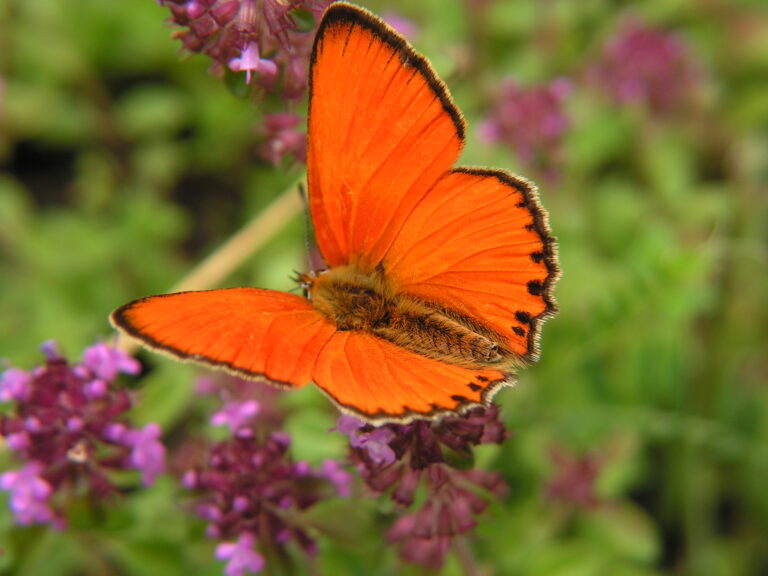 Latające klejnoty, czyli letnie motyle – oprowadzanie po wystawie przyrodniczej. Bytom