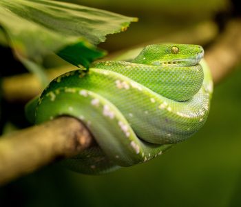 Spotkanie przyrodnicze z wężami i Panem Przygodą