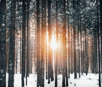 Przyroda i Sztuka – Zimowe warsztaty i wyprawy
