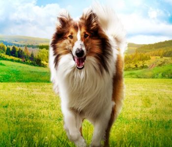 Filmowy poranek dla dzieci: Lassie, wróć!