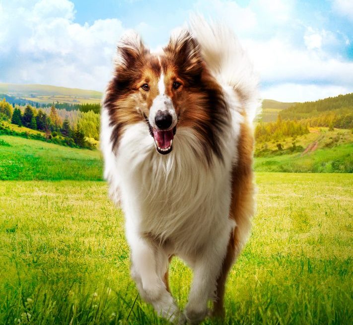 Filmowy poranek dla dzieci: Lassie, wróć!