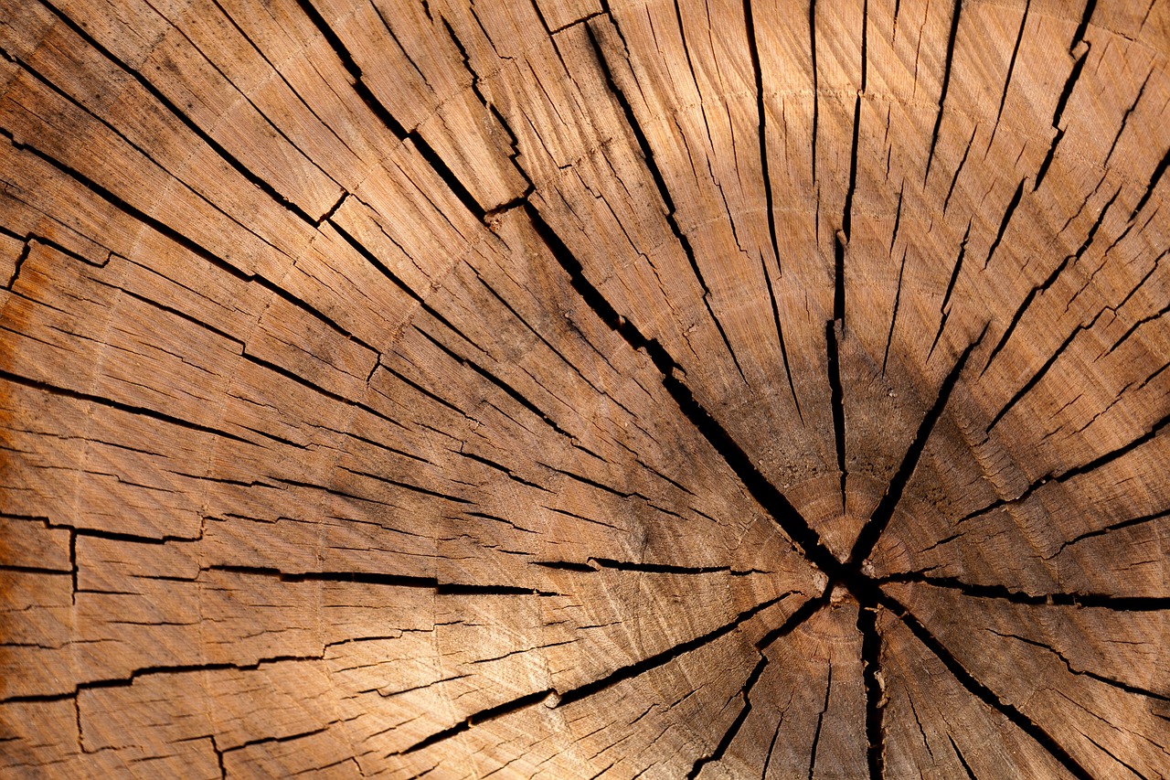 Drewniaki EKO-Cudaki – wymyśl, zaprojektuj, zbuduj! Bytom