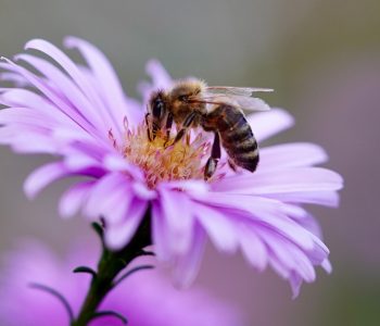 Światowy Dzień Pszczół 2023 w Służewskim Domu Kultury