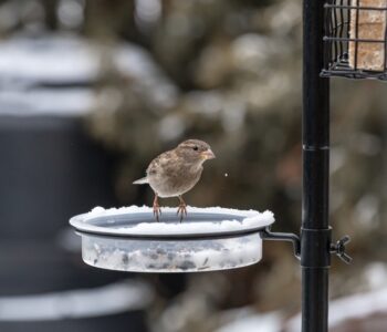 Jak mądrze dokarmiać ptaki zimą?
