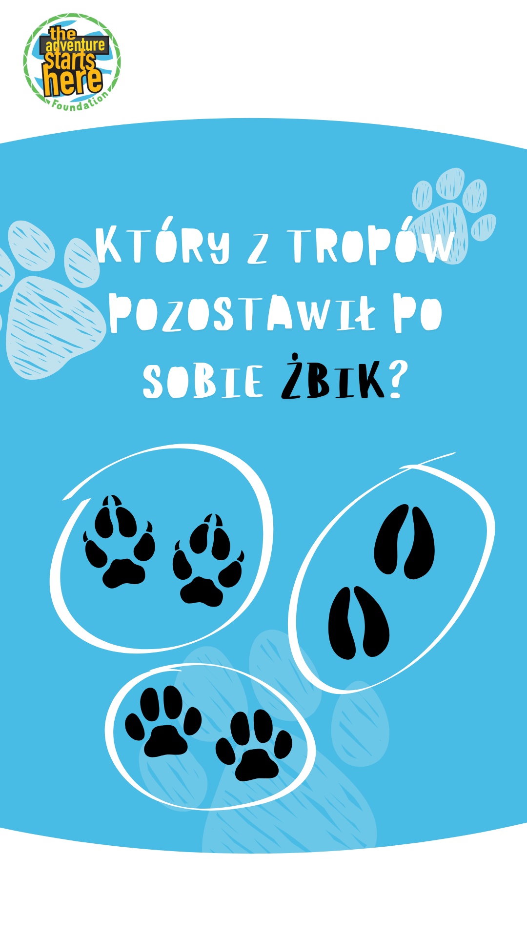 Luty miesiącem żbika w Polsce
