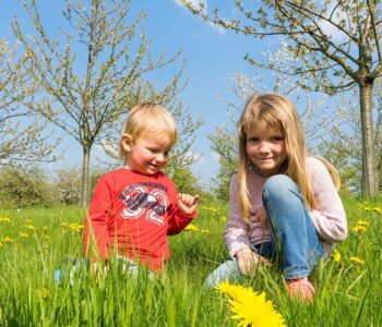 Łąka zajęcia dla dzieci o roślinach i zwierzętach na łące