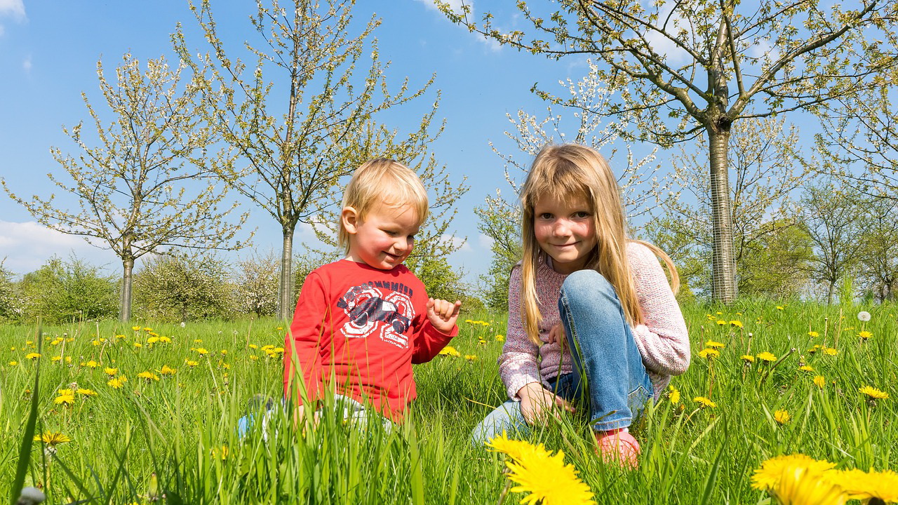 Łąka zajęcia dla dzieci o roślinach i zwierzętach na łące