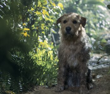 Poznaj poruszającą historię bohaterskiego psa Artura! Wygraj zaproszenie do kina!